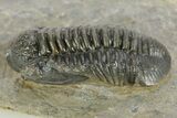 Detailed Gerastos Trilobite Fossil - Morocco #377238-2